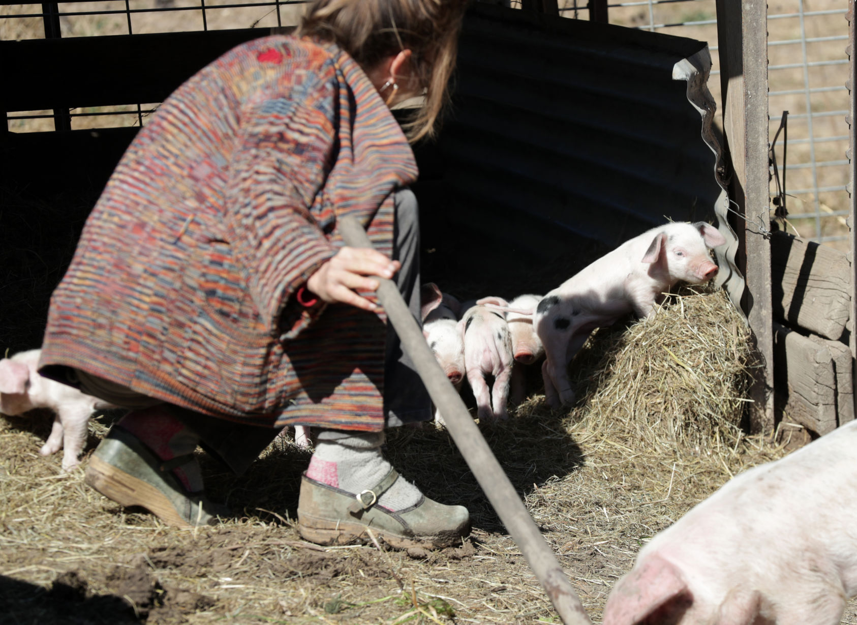 05PigFarm0040AJA-10162020114755